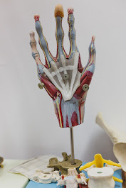 ד"ר מנחם שהרבני